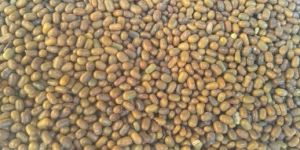 Sesbania Seeds