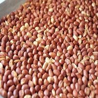 Groundnuts Kernels