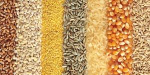 Food Grains