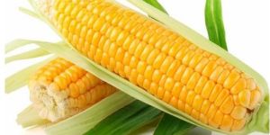 Yellow Maize