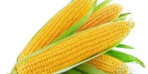 Yellow Maize