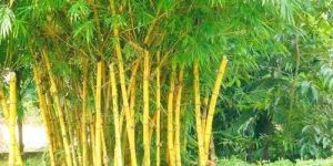 Bamboo Plants