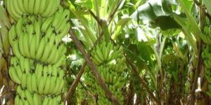 Banana Plant