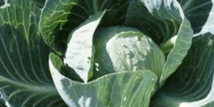 Cabbage Plant