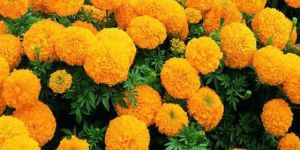 Calcutta Marigold Plant