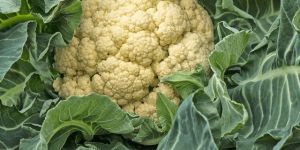 Cauliflower Plant