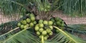 Coconut Plant
