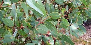Eucalyptus Plants