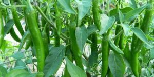 Green Chilli Plant