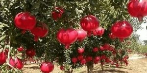 Pomegranate Plant