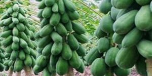 Taiwan Red Lady Papaya Plant