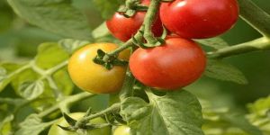 Tomato Plant