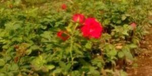 Divine Open Field Rose Plant