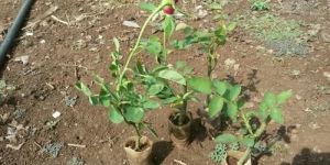 Gladiator Open Field Rose Plant