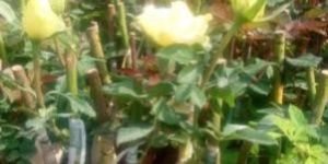Gold Strike Dutch Rose Plant