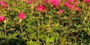 Hot Shot Dutch Rose Plant