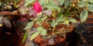 Kashmiri Rose Plant