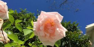 Sophie Open Field Rose Plant