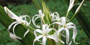 Spider Lily Plant