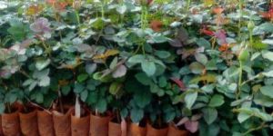 Top Secret Dutch Rose Plant