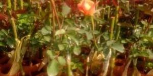 Tropical Dutch Rose Plant