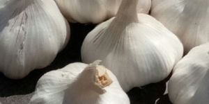 Fresh Garlic