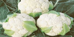 Fresh Cauliflower