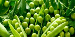 Fresh Green Peas