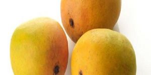 Fresh Mango
