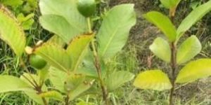 Green Guava Plant