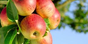 Fresh Kashmiri Apple
