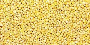 Yellow Millet Seeds