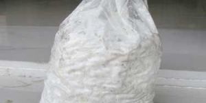 Oyster Mushroom Spawn