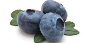 Fresh Blueberry