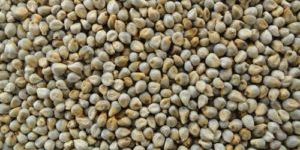 Green Millet Seeds