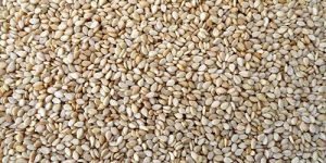 Natural Sesame Seeds