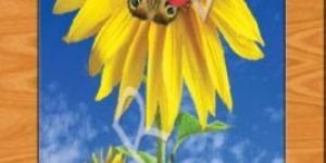 Laminate Door Paper Print