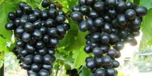 Fresh Black Grapes