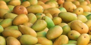 Fresh Mango