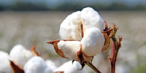Raw Cotton