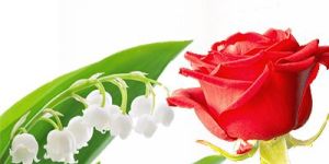 Citronellol Chemical