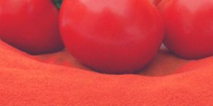 Spray Dried Tomato Powder