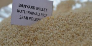 Barynard Millet Semipolished (Kuthiraivali)