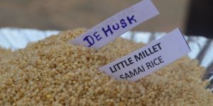 Little Millet Dehusk (Samai)