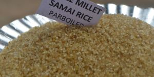 Little Millet Parboiled (Samai)
