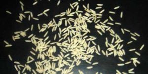 Pusa 1121 Basmati Rice