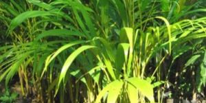 Areca Palm Plants