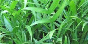 Areca Srivardhini Plants