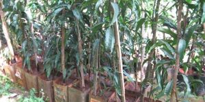 Mango Plants