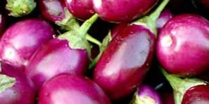Brinjal